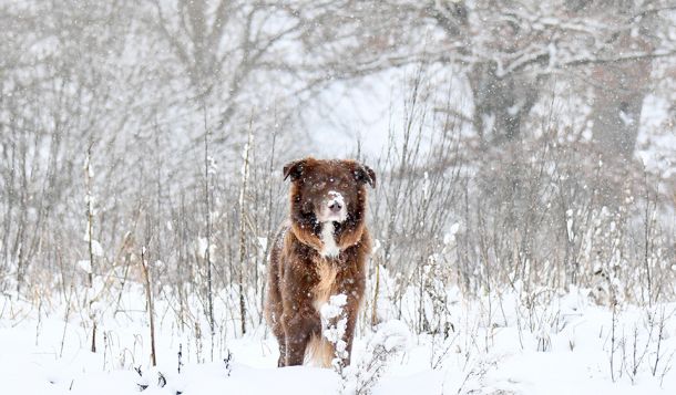 Hund im Schnee - dichtes Fell schützt vor Unterkühlung