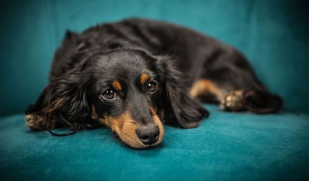 Hundeverhaltenstherapeuten Suche - Hundeverhaltenstherapie Beruf