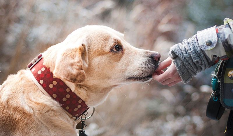 Hundeverhaltenstherapeut Experten Suche 